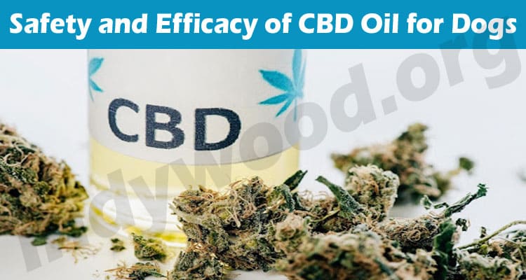 Latest News Safety and Efficacy of CBD Oil for Dogs